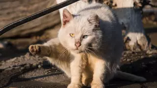 Кошек замуровали в подвале многоэтажки Усть-Каменогорска