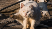 Кошек замуровали в подвале многоэтажки Усть-Каменогорска