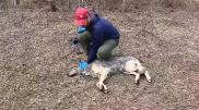 Видеокамера на шее волка показала, чем он занимался целый день