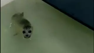 Тюлененка спасли в Мангистау