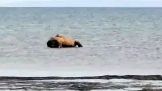 20 мертвых верблюдов выбросило на берег Каспия в Мангистау