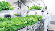 Начались испытания вакцины от коронавируса на основе табака