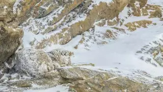 "Превратился в камень". Снежный барс поразил пользователей Сети умением маскироваться