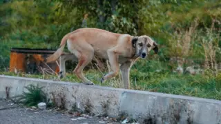 Массовым отстрелом животных возмущены жители Петропавловска