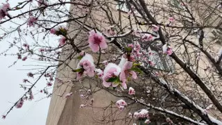 Цветы в снегу. Эстетикой апрельского дня делятся алматинцы