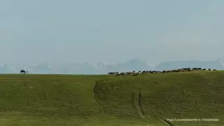 Мораторий на продажу сельхозземель продлили на 5 лет для казахстанцев