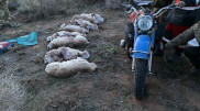 Браконьеров с тушами сайгаков задержали в Туркестанской области