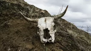 Соседство с сибиреязвенным скотомогильником пугает жителей Актобе