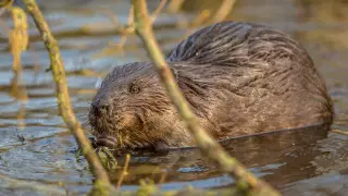 Жители канадской деревни остались без интернета из-за бобров