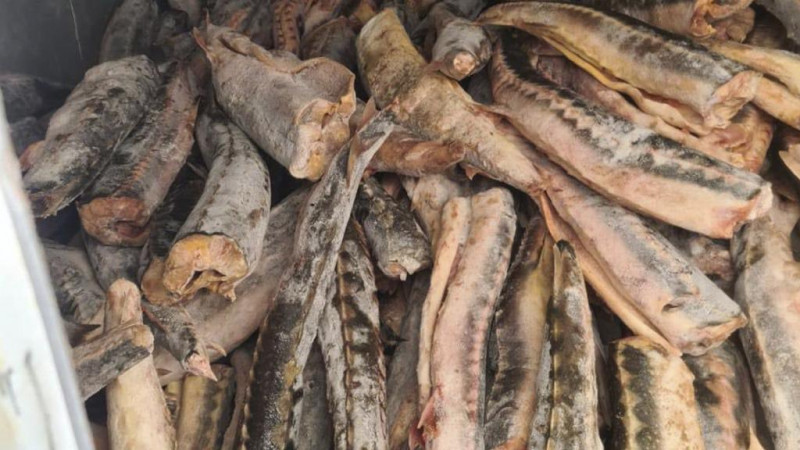 Три тонны осетра обнаружили у браконьеров в Мангистауской области