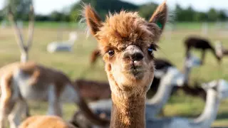 Ученые предложили новый способ борьбы с коронавирусом