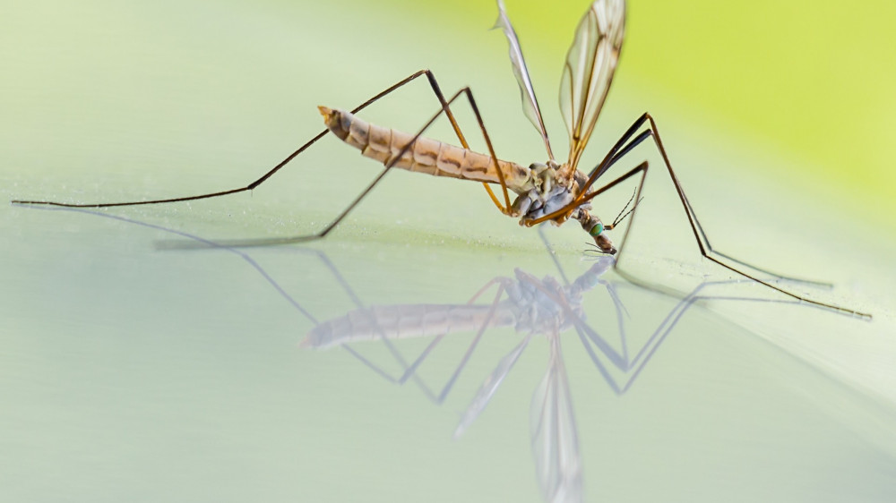 Комаров-мутантов выпустят на волю в США