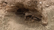 Кости лошади времен ледникового периода нашли во дворе дома в США
