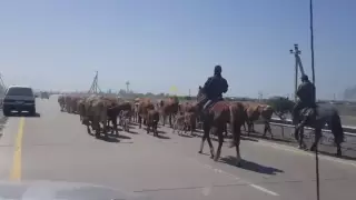 Видео с коровами на платной дороге обсуждает Казнет