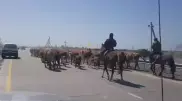 Видео с коровами на платной дороге обсуждает Казнет