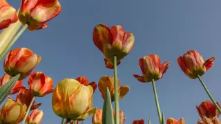 Токаев и Назарбаев поздравили казахстанцев с Днем единства народа