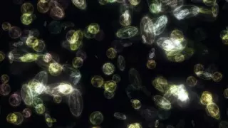 Ученые нашли новый способ очистки воды от микропластика