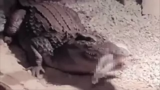 Крокодил съел котенка на глазах у детей в зоопарке Алматы