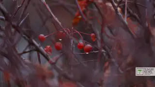 Заморозки и пыльная буря ожидаются в нескольких регионах Казахстана