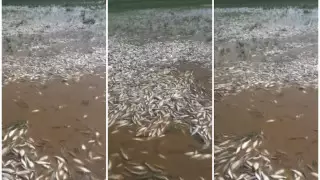 Рыба массово гибнет в Урале