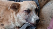 "Живодеры выкололи собаке глаза и обезглавили щенят" - волонтеры Тараза
