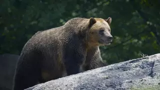 Принца Лихтенштейна обвинили в убийстве одного из самых больших медведей Европы