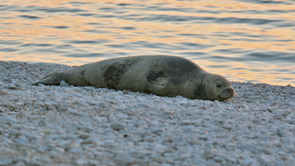 Названа вероятная причина гибели краснокнижных тюленей в Каспийском море