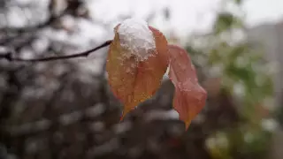 Заморозки ожидаются в трех областях Казахстана