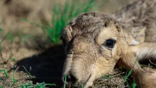 Новорожденным сайгачатам устроили фотосессию в ЗКО