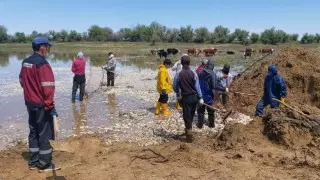 Массовая гибель рыбы зафиксирована в Атырауской области