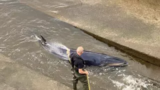Детеныш кита застрял в шлюзе лондонской Темзы