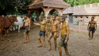 Коровий навоз используют в качестве лекарства от COVID-19 в Индии