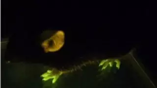 Ученые создали светящихся мышей для тестирования вакцин от COVID-19