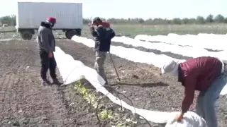 "Лучше работать с мигрантами". В Атыраускую область массово завозят гастарбайтеров