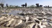 Экологи озвучили масштабы замора рыбы в Атырауской области
