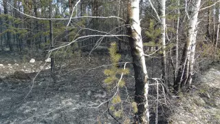 287 гектаров. В ВКО заявили о полной ликвидации пожара в Риддере