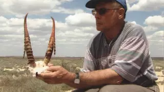 Ради чего браконьеры истребляют сайгаков. Мнение эксперта