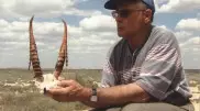 Ради чего браконьеры истребляют сайгаков. Мнение эксперта