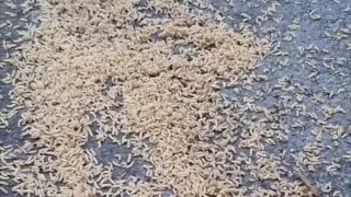 Алматинцы вновь жалуются на "нашествие личинок"