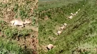 Массовый падеж сайгаков случился в ЗКО