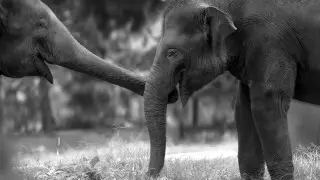 Стадо слонов погибло от удара молнии в Индии