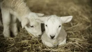 Названа причина загадочной гибели ягнят в ВКО