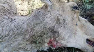 На телах погибших сайгаков обнаружены ожоги и сквозные отверстия