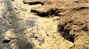 Тонны икры сельди выбросило на берег на Сахалине