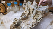 Новый вид доисторических крокодилов открыли ученые