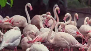 Ученые подсчитали численность птиц на Земле