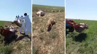 "Живых сайгаков не было!" В ЗКО рассказали об утилизации животных
