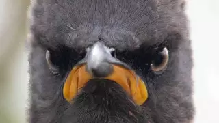 "Скворец, который ненавидит понедельники". 11 смешных фото Comedy Wildlife Photography Awards