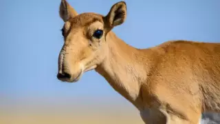 Фермеры обеспокоены нашествием сайгаков на поля в Акмолинской области