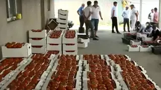 Казахстанские помидоры уничтожают из-за вируса